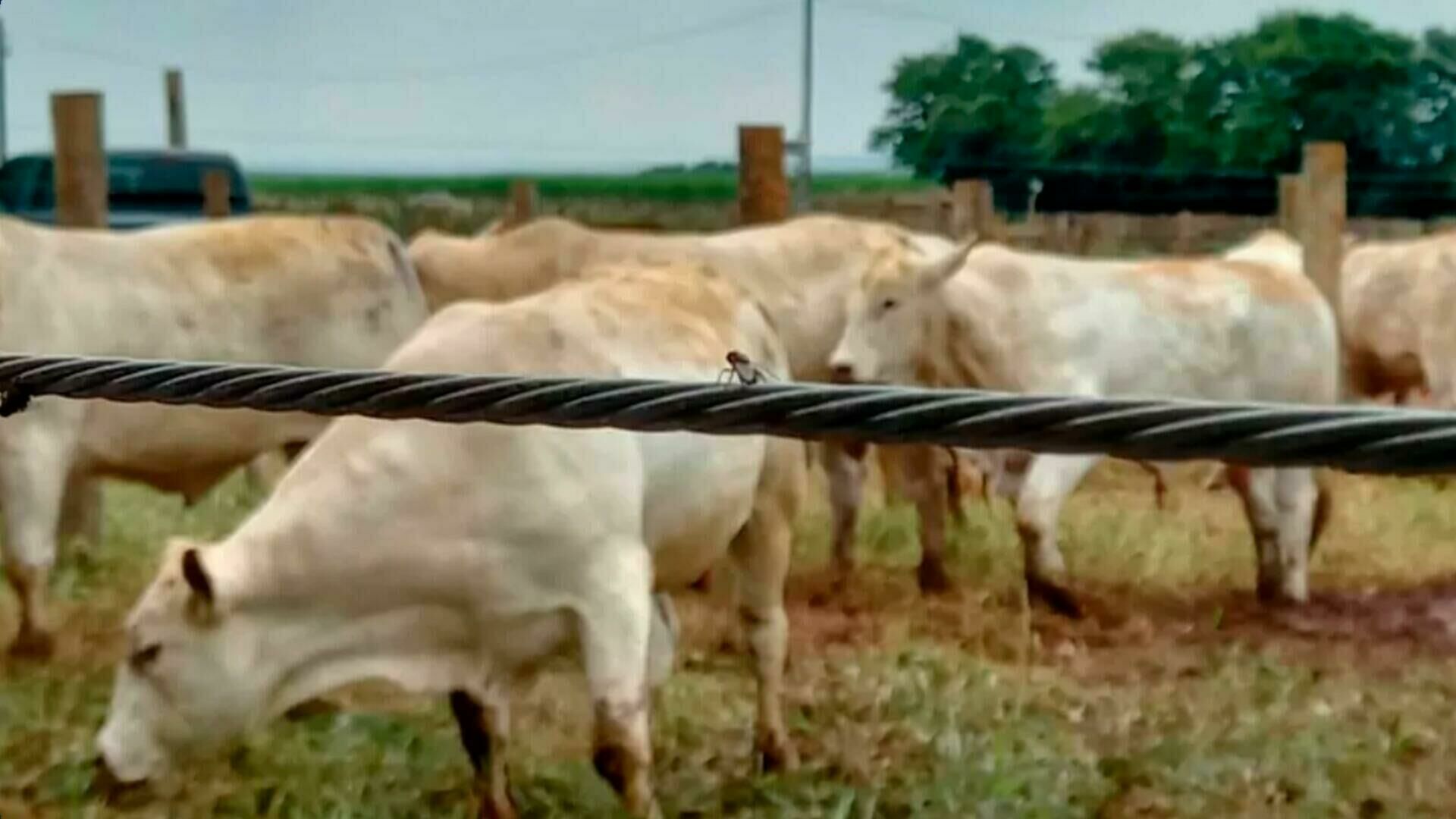 Imagem de compartilhamento para o artigo Pesquisa busca soluções contra mosca-dos-estábulos, que causa prejuízos em Costa Rica e MS da MS Todo dia